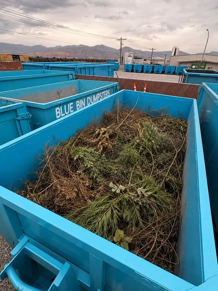 A Blue Bin dumpster filled with branches and brush